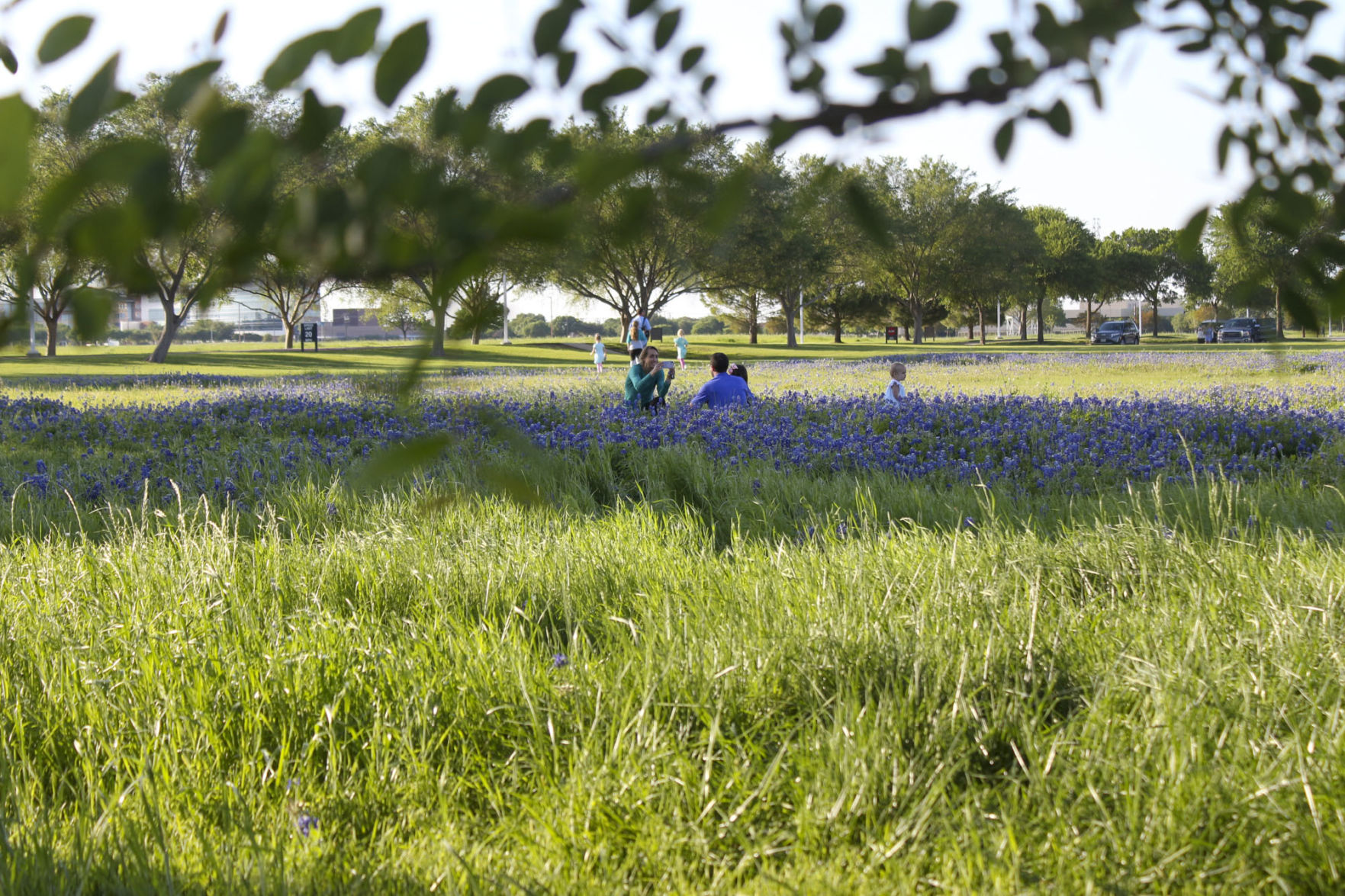 Bluebonnets
